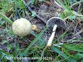 Protostropharia semiglobata-amf1796